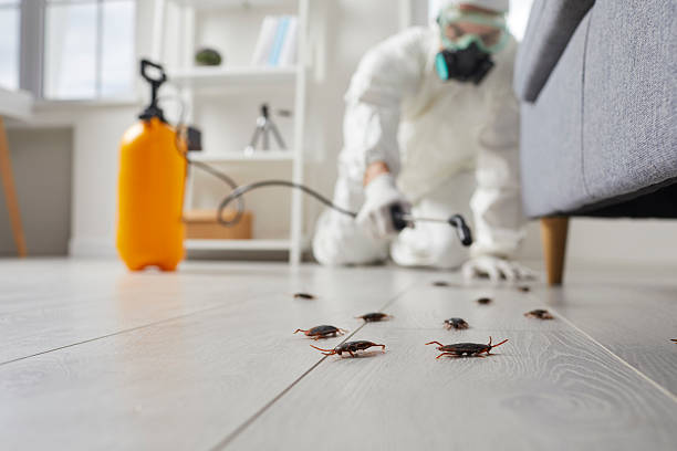 Post-Treatment Bed Bug Interceptor Monitoring in Poncha Springs
